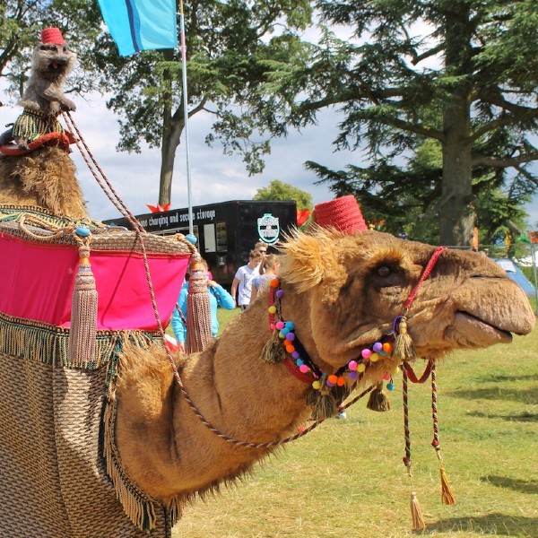 Animatronic Camel & Meerkat Walkabout