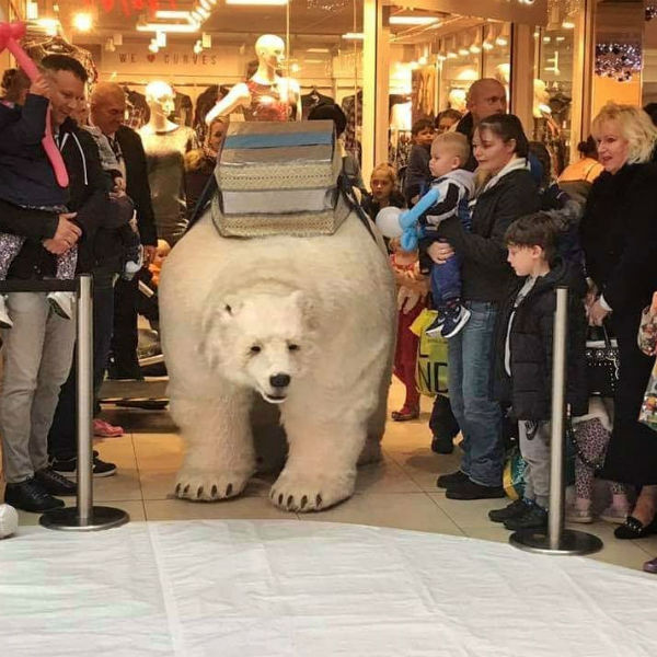 Animatronic Polar Bear Show 