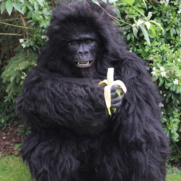 Animatronic Gorilla