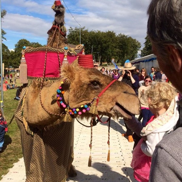 Animatronic Camel & Meerkat Walkabout
