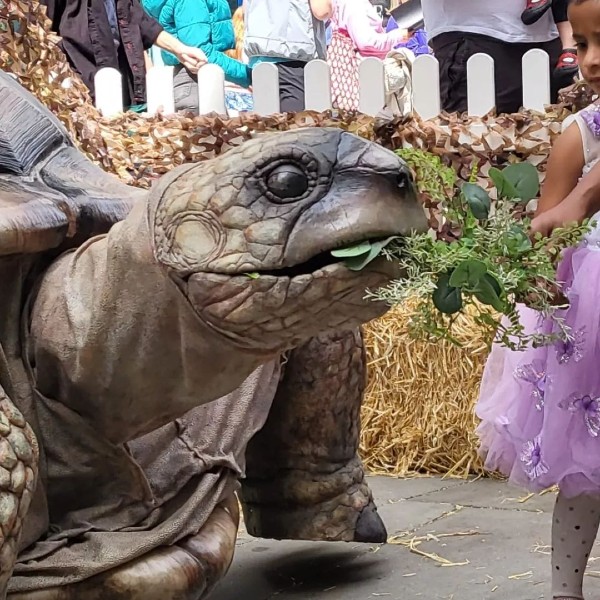 Giant Tortoise